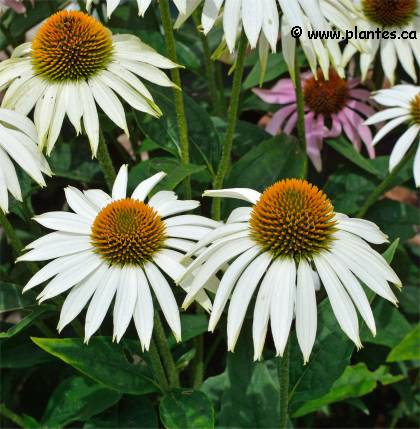 Photo d'échinacée blanche - Echinacea purpurea alba