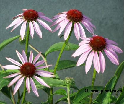 Photo d'échinacée pourpre - Echinacea purpurea 'Magnus'