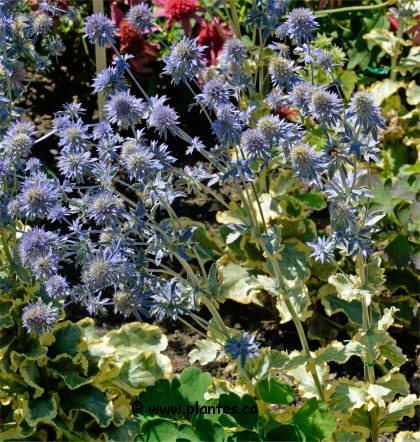 Photo de Panicaut à feuilles planes - Eryngium planum