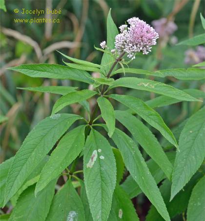 Photo d'eupatoire maculée - Eupatorium maculatum