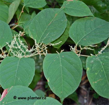Photo de Renou�e du Japon - Fallopia japonica