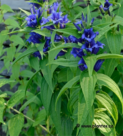 Photo de Gentiane à feuilles d'asclépiade - Gentiana asclepiadea