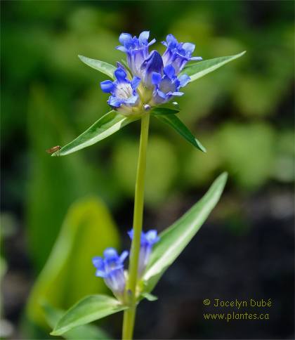 Photo de Gentiane des marais - Gentiana pneumonanthe