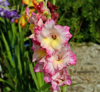 Photo de fleurs de glaieul hybride - Gladiolus hybridus