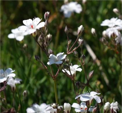 Photo de fleurs de Gypsophile rampante - Gypsophila repens