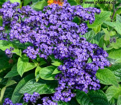 Photo d'Héliotrope hybride - Heliotropium x hybridum