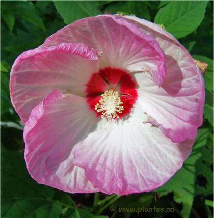 Photo de ketmie Southern Belle - Hibiscus moscheutos 'Southern Belle'
