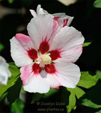 Photo de Ketmie de Syrie - Hibiscus syriacus 'Red Heart'