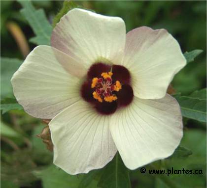 Photo de Fleur d'une heure - Hibiscus Trionum