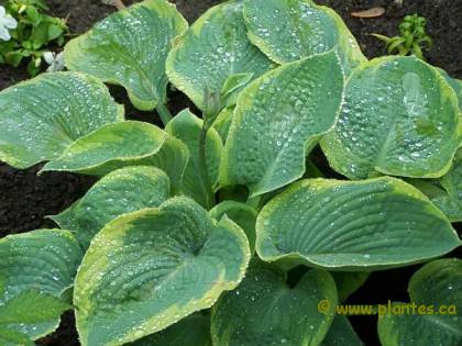 Photo d'Hosta de Siebold - Hosta sieboldiana 'Frances Williams'
