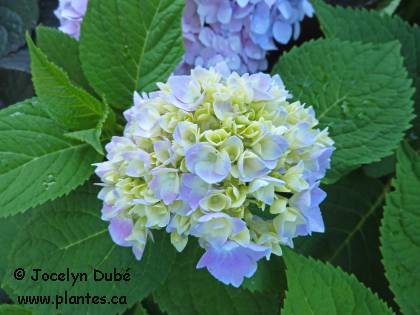 Photo d'Hortensia - Hydrangea macrophylla