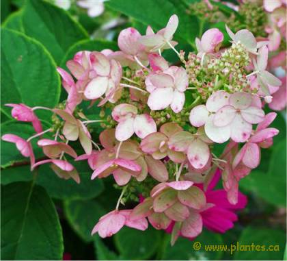 Photo d'Hydrangée Pink diamond - Hydrangea paniculata 'Pink Diamond'