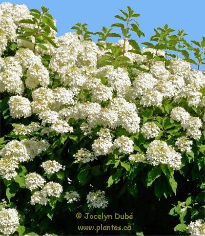 Photo d'Hydrangée paniculée - Hydrangea paniculata