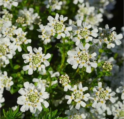 Photo de Corbeille d'argent - Iberis sempervirens