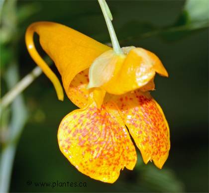 Photo de fleur d'Impatiente du cap - Impatiens capensis