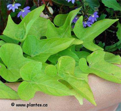 Photo de Patate douce - Ipomoea batatas