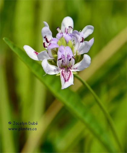 Fleurs de Carmantine d'Am�rique - Justicia americana