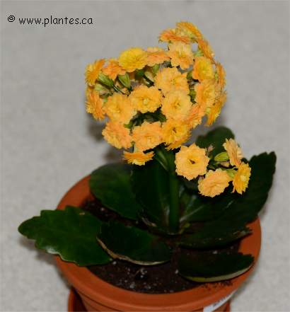 Photo de Kalanchoé de noël - Kalanchoe blossfeldiana