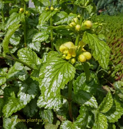 Photo de Lamier panach� - Lamium galeobdolon
