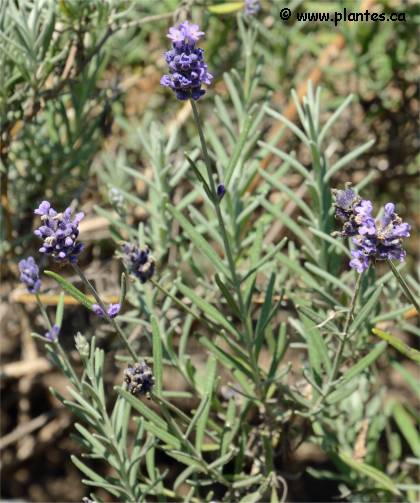 Photo de Lavande vraie - Lavandula angustifolia