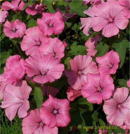 Photo de Lavatère à grande fleurs Silver cup - Lavatera trimestris 'Silver cup'