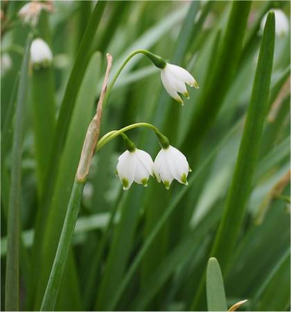 Photo de Nivéole d'été - Leucojum aestivum