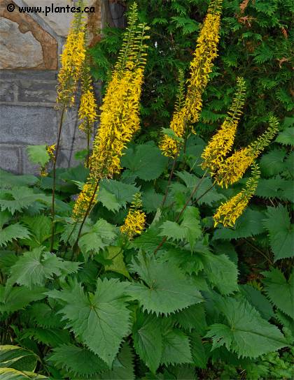 Photo de Ligulaire à épis - Ligularia stenocephala