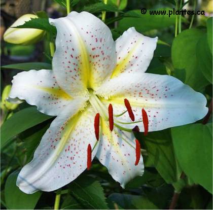 Photo de Lis oriental muscadet - Lilium orientalis 'Muscadet'