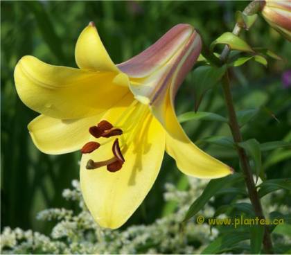 Photo de Lis à fleurs en trompette - Lilium x aurelianense