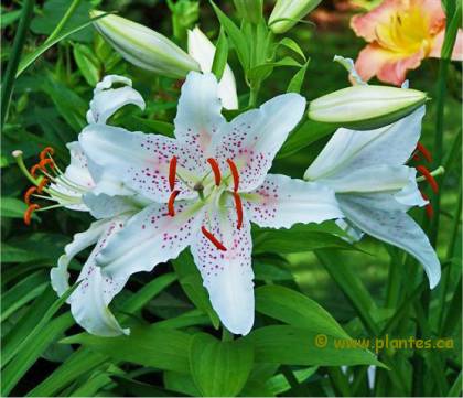 Photo de Lis asiatique - Lilium x hybridum