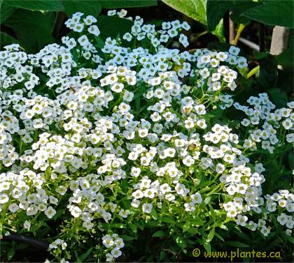 Photo d'Alysson maritime - Lobularia maritima
