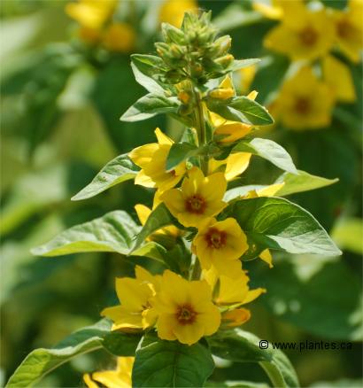 Photo de fleurs de Lysimaque ponctuée - Lysimachia punctata