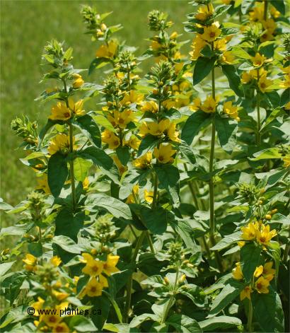 Photo de Lysimaque ponctuée - Lysimachia punctata