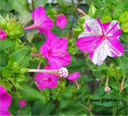 Photo de Belle de nuit - Mirabilis jalapa