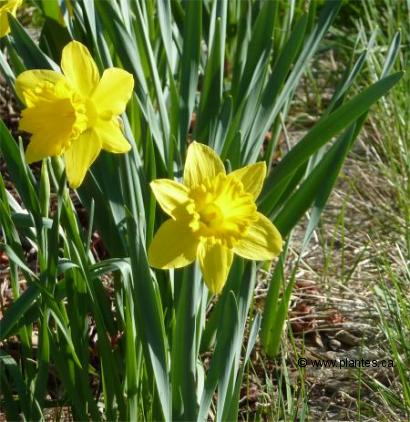 Photo de narcisse trompette - Narcissus x 'Dutch master'