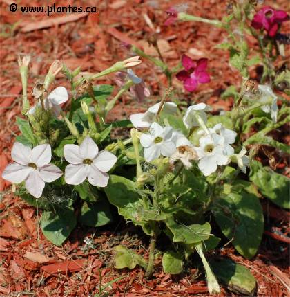 Photo de Tabac d'ornement - Nicotiana alata
