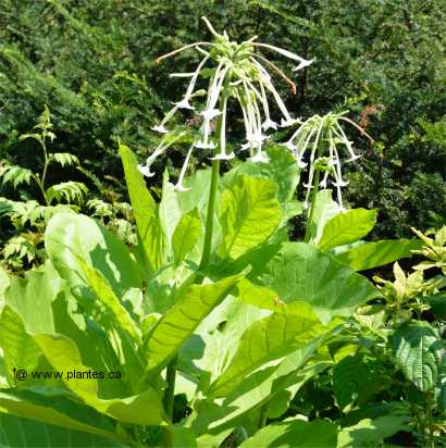 Photo de Tabac géant - Nicotiana sylvestris