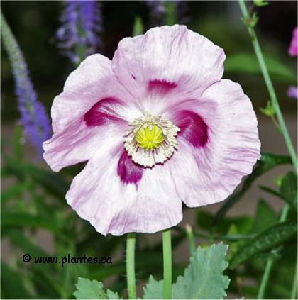 Photo de Pavot à opium - Papaver somniferum