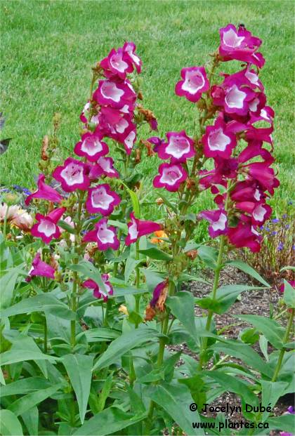 Photo de Penstémon digitale - Penstemon digitalis