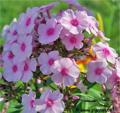 Photo de phlox maculé - Phlox maculata