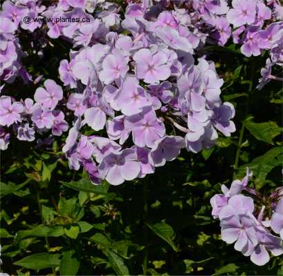 Photo de Phlox paniculé - Phlox paniculata