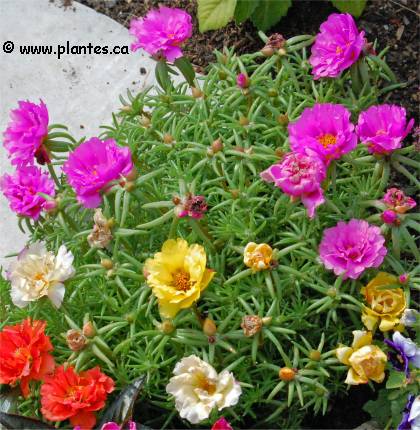 Photo de Pourpier à grandes fleurs - Portulaca grandiflora
