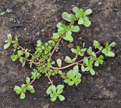 Photo de Pourpier sauvage - Portulaca oleracea
