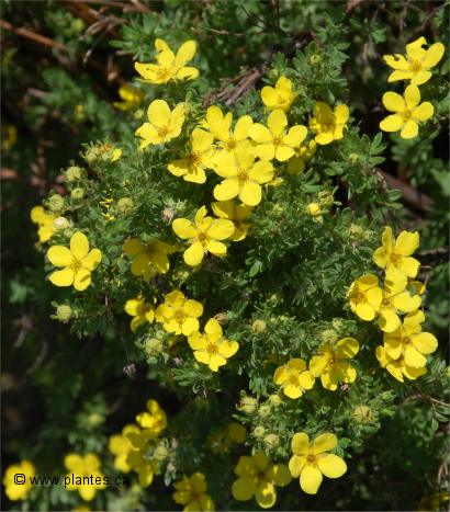 Photo des fleurs de potentille arbustive 'Goldfinger' - Potentilla fruticosa 'Goldfinger'