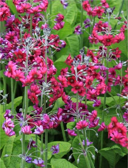 Photo de Primevère du Japon - Primula japonica
