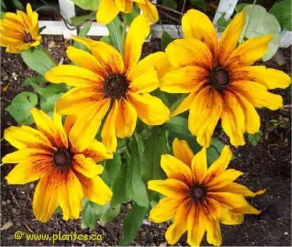 Photo de Rudbeckie h�riss�e - Rudbeckia hirta 'Indian summer'