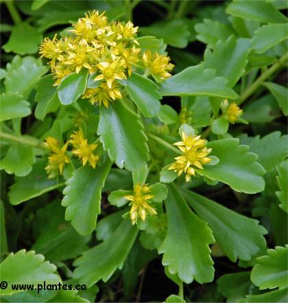 Photo de Sédum florifère - Sedum floriferum