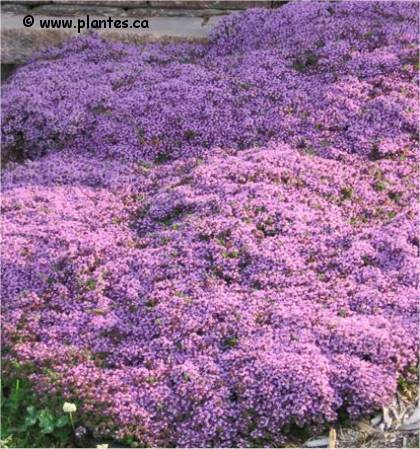 Photo de Thym serpolet - Thymus serpyllum