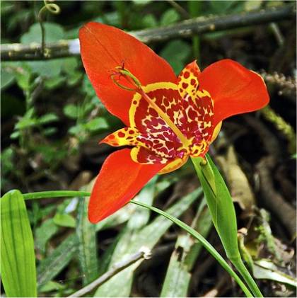 Photo de Tigridie oeil de paon - Tigridia pavonia