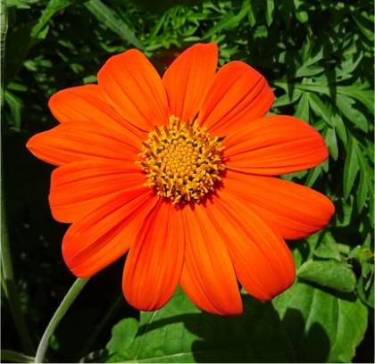 Photo de Tournesol Mexicain - Tithonia rotundifolia